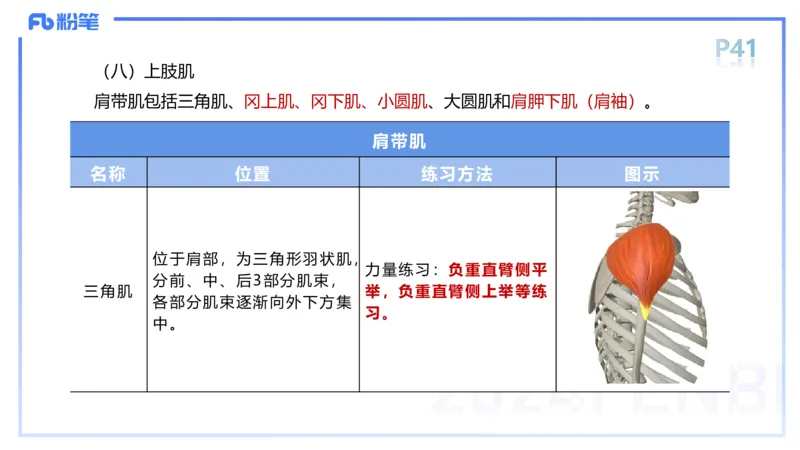 1.17-理论精讲-运动解剖学3-王传世+_4-教培资料-26年最新资料-同步更新_科一科二电子资料合集中小幼（笔记真题知识点汇总等）文件多，按需保存_各机构笔记合集（中小幼）推荐