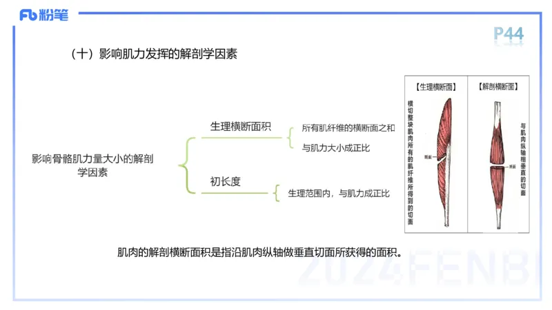 1.17-理论精讲-运动解剖学3-王传世+_4-教培资料-26年最新资料-同步更新_科一科二电子资料合集中小幼（笔记真题知识点汇总等）文件多，按需保存_各机构笔记合集（中小幼）推荐