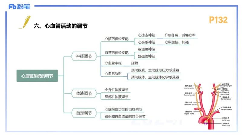 1.23-理论精讲-运动生理学3-王传世+_4-教培资料-26年最新资料-同步更新_科一科二电子资料合集中小幼（笔记真题知识点汇总等）文件多，按需保存_各机构笔记合集（中小幼）推荐