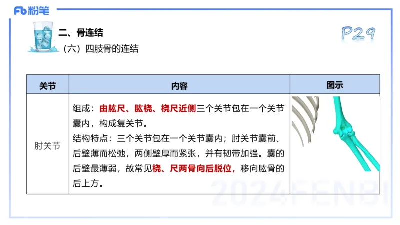 25上理论精讲&mdash;运动解剖学3-陈晶晶_4-教培资料-26年最新资料-同步更新_初中高中教资_03科三专项（进去保存报考的学科即可）_初中_初中体育-通关资料包_3.课程FB系统班课程