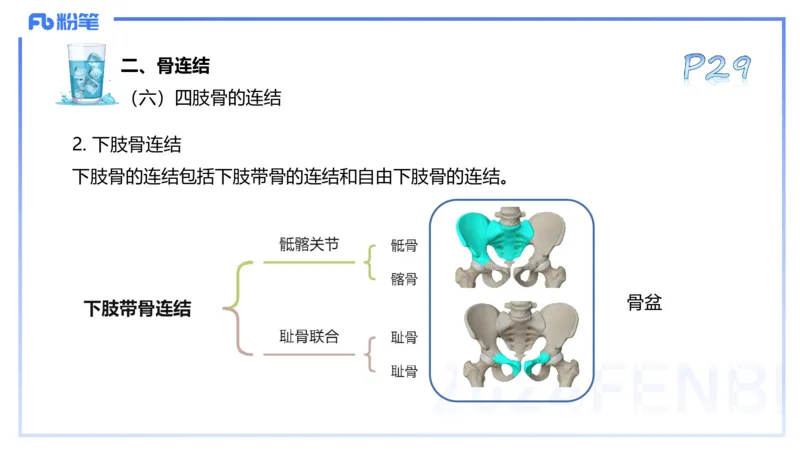 25上理论精讲&mdash;运动解剖学3-陈晶晶_4-教培资料-26年最新资料-同步更新_初中高中教资_03科三专项（进去保存报考的学科即可）_初中_初中体育-通关资料包_3.课程FB系统班课程