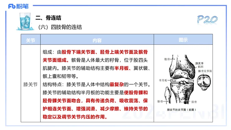 25上理论精讲&mdash;运动解剖学3-陈晶晶_4-教培资料-26年最新资料-同步更新_初中高中教资_03科三专项（进去保存报考的学科即可）_初中_初中体育-通关资料包_3.课程FB系统班课程