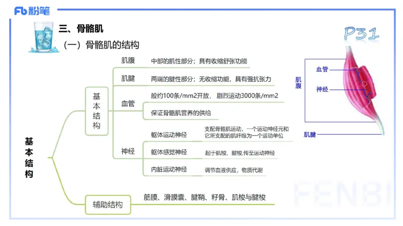 25上理论精讲&mdash;运动解剖学3-陈晶晶_4-教培资料-26年最新资料-同步更新_初中高中教资_03科三专项（进去保存报考的学科即可）_初中_初中体育-通关资料包_3.课程FB系统班课程