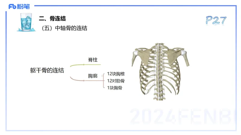 25上理论精讲&mdash;运动解剖学3-陈晶晶_4-教培资料-26年最新资料-同步更新_初中高中教资_03科三专项（进去保存报考的学科即可）_初中_初中体育-通关资料包_3.课程FB系统班课程