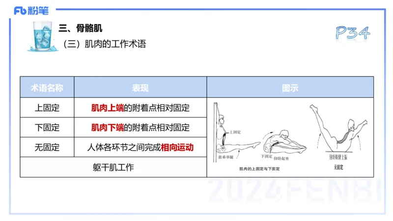 25上理论精讲&mdash;运动解剖学3-陈晶晶_4-教培资料-26年最新资料-同步更新_初中高中教资_03科三专项（进去保存报考的学科即可）_初中_初中体育-通关资料包_3.课程FB系统班课程