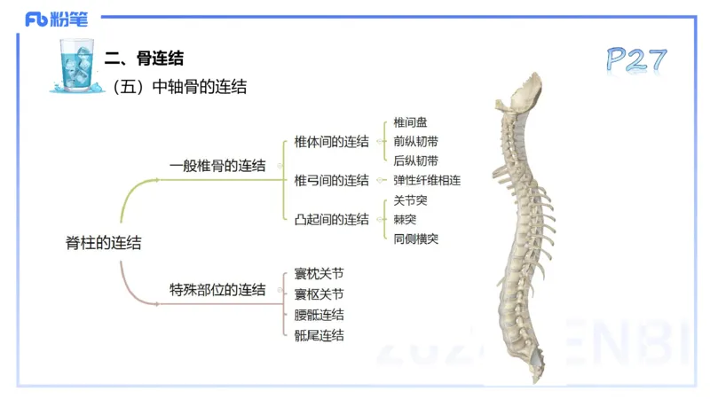 25上理论精讲&mdash;运动解剖学3-陈晶晶_4-教培资料-26年最新资料-同步更新_初中高中教资_03科三专项（进去保存报考的学科即可）_初中_初中体育-通关资料包_3.课程FB系统班课程