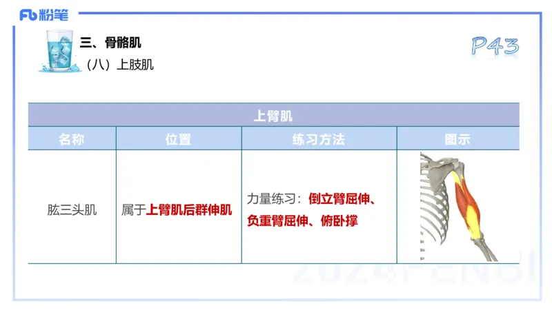 25上理论精讲&mdash;运动解剖学3-陈晶晶_4-教培资料-26年最新资料-同步更新_初中高中教资_03科三专项（进去保存报考的学科即可）_初中_初中体育-通关资料包_3.课程FB系统班课程