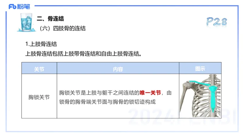 25上理论精讲&mdash;运动解剖学3-陈晶晶_4-教培资料-26年最新资料-同步更新_初中高中教资_03科三专项（进去保存报考的学科即可）_初中_初中体育-通关资料包_3.课程FB系统班课程