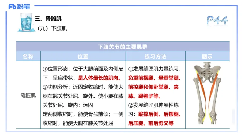 25上理论精讲&mdash;运动解剖学3-陈晶晶_4-教培资料-26年最新资料-同步更新_初中高中教资_03科三专项（进去保存报考的学科即可）_初中_初中体育-通关资料包_3.课程FB系统班课程