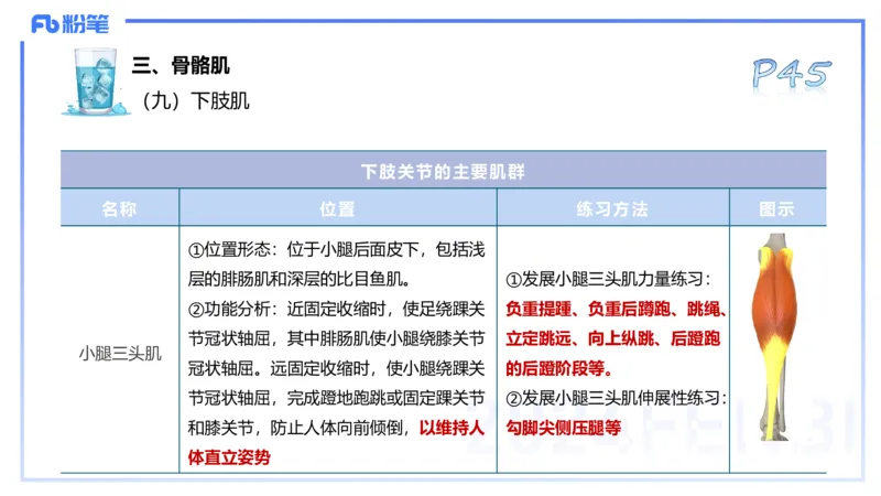 25上理论精讲&mdash;运动解剖学3-陈晶晶_4-教培资料-26年最新资料-同步更新_初中高中教资_03科三专项（进去保存报考的学科即可）_初中_初中体育-通关资料包_3.课程FB系统班课程