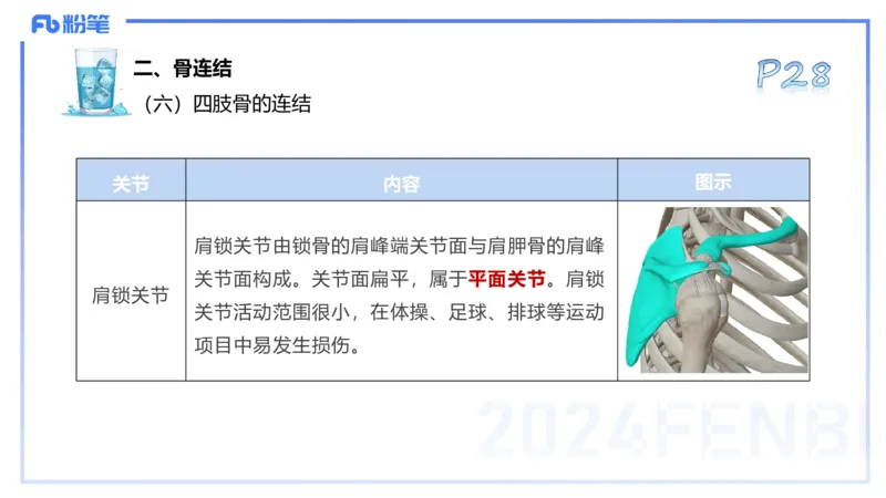 25上理论精讲&mdash;运动解剖学3-陈晶晶_4-教培资料-26年最新资料-同步更新_初中高中教资_03科三专项（进去保存报考的学科即可）_初中_初中体育-通关资料包_3.课程FB系统班课程