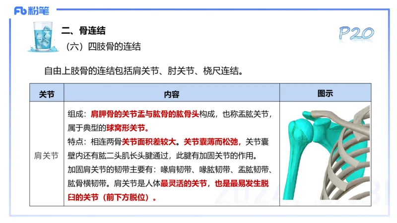 25上理论精讲&mdash;运动解剖学3-陈晶晶_4-教培资料-26年最新资料-同步更新_初中高中教资_03科三专项（进去保存报考的学科即可）_初中_初中体育-通关资料包_3.课程FB系统班课程