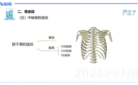 25上理论精讲&mdash;运动解剖学3-陈晶晶_4-教培资料-26年最新资料-同步更新_初中高中教资_03科三专项（进去保存报考的学科即可）_初中_初中体育-通关资料包_3.课程FB系统班课程