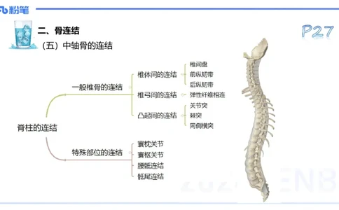 25上理论精讲&mdash;运动解剖学3-陈晶晶_4-教培资料-26年最新资料-同步更新_初中高中教资_03科三专项（进去保存报考的学科即可）_初中_初中体育-通关资料包_3.课程FB系统班课程