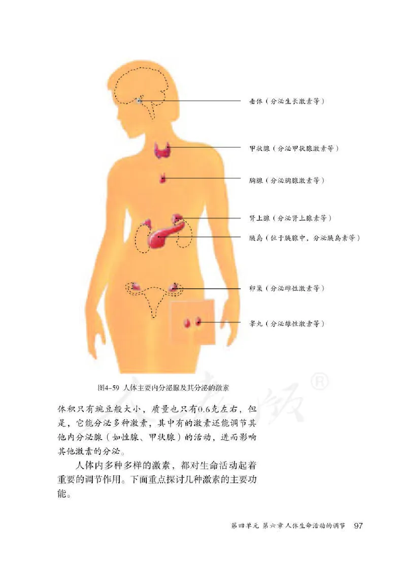 人教版7年级生物下册高清教材_4-教培资料-26年最新资料-同步更新_初中高中教资_03科三专项（进去保存报考的学科即可）_02科三专项（笔记真题思维导图教学设计版本二）