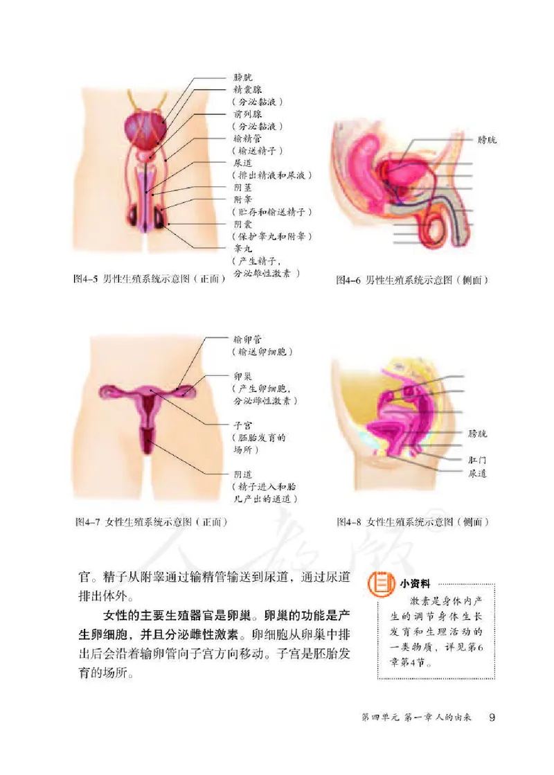 人教版7年级生物下册高清教材_4-教培资料-26年最新资料-同步更新_初中高中教资_03科三专项（进去保存报考的学科即可）_02科三专项（笔记真题思维导图教学设计版本二）