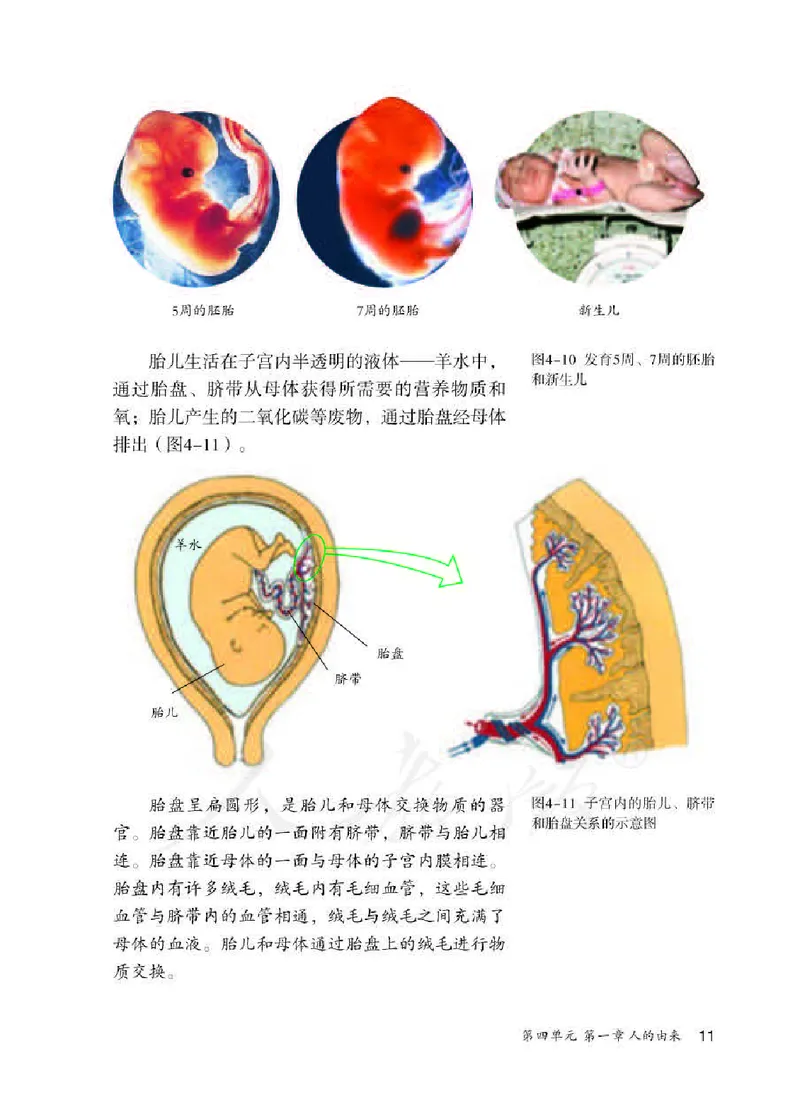 人教版7年级生物下册高清教材_4-教培资料-26年最新资料-同步更新_初中高中教资_03科三专项（进去保存报考的学科即可）_02科三专项（笔记真题思维导图教学设计版本二）