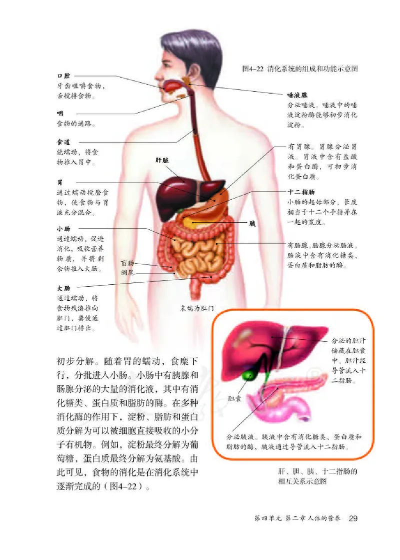 人教版7年级生物下册高清教材_4-教培资料-26年最新资料-同步更新_初中高中教资_03科三专项（进去保存报考的学科即可）_02科三专项（笔记真题思维导图教学设计版本二）