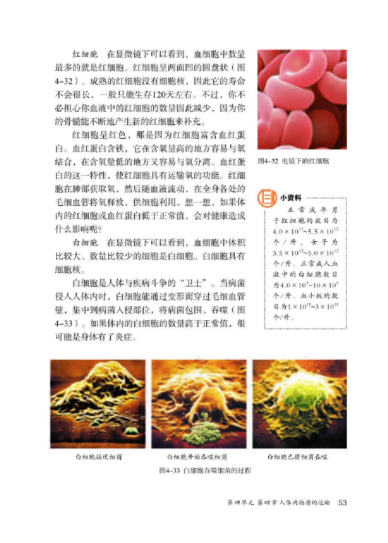 人教版7年级生物下册高清教材_4-教培资料-26年最新资料-同步更新_初中高中教资_03科三专项（进去保存报考的学科即可）_02科三专项（笔记真题思维导图教学设计版本二）