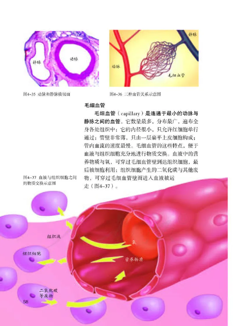 人教版7年级生物下册高清教材_4-教培资料-26年最新资料-同步更新_初中高中教资_03科三专项（进去保存报考的学科即可）_02科三专项（笔记真题思维导图教学设计版本二）