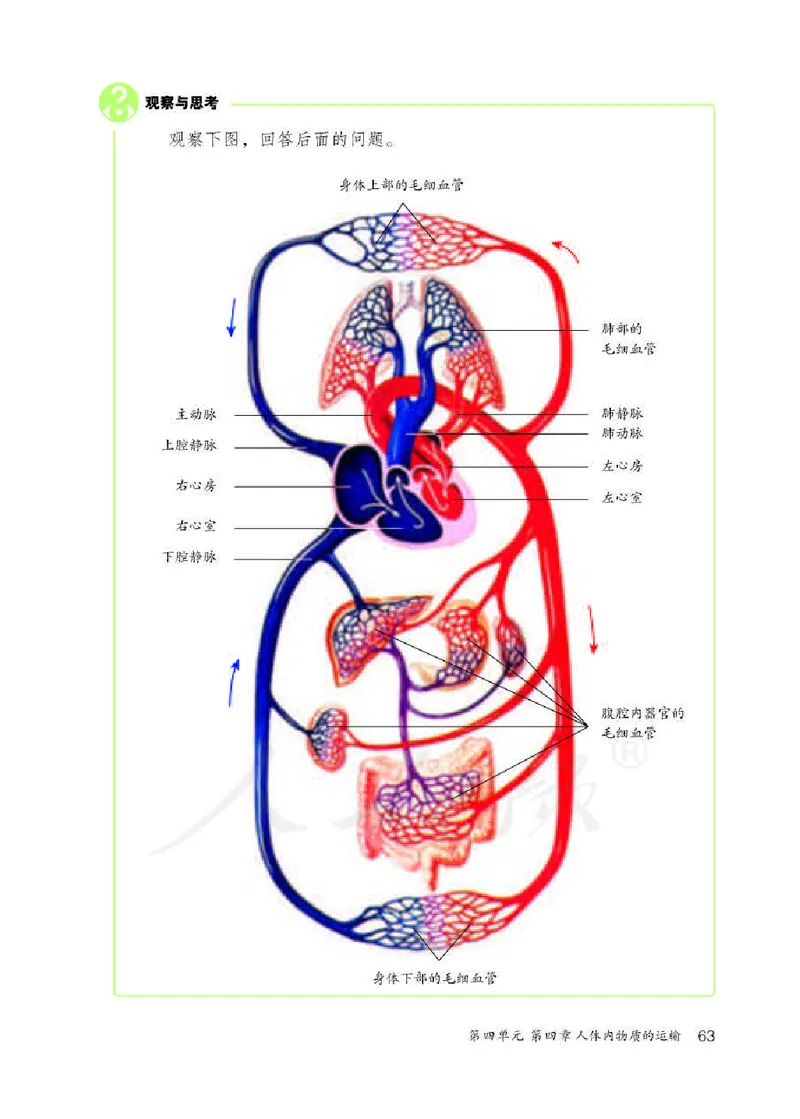 人教版7年级生物下册高清教材_4-教培资料-26年最新资料-同步更新_初中高中教资_03科三专项（进去保存报考的学科即可）_02科三专项（笔记真题思维导图教学设计版本二）