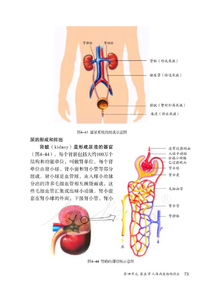 人教版7年级生物下册高清教材_4-教培资料-26年最新资料-同步更新_初中高中教资_03科三专项（进去保存报考的学科即可）_02科三专项（笔记真题思维导图教学设计版本二）