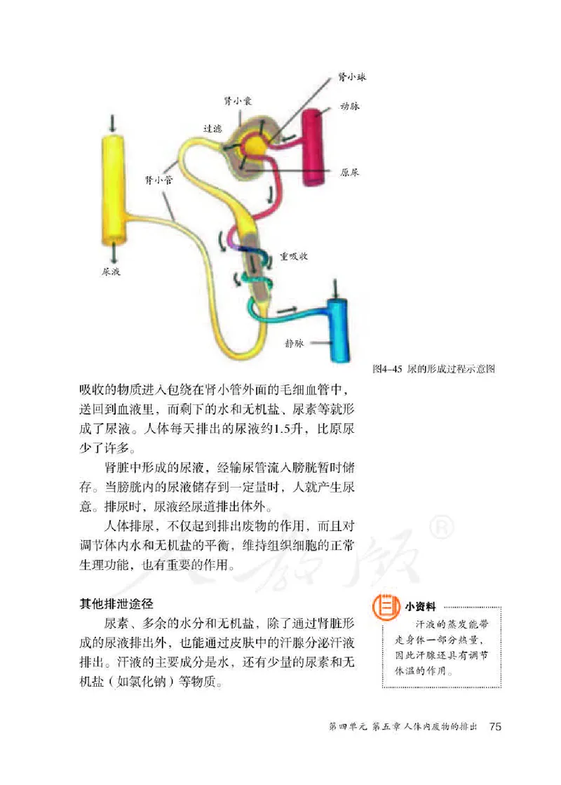 人教版7年级生物下册高清教材_4-教培资料-26年最新资料-同步更新_初中高中教资_03科三专项（进去保存报考的学科即可）_02科三专项（笔记真题思维导图教学设计版本二）