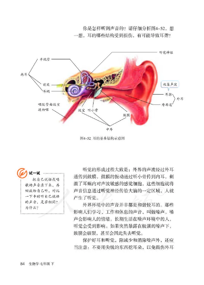 人教版7年级生物下册高清教材_4-教培资料-26年最新资料-同步更新_初中高中教资_03科三专项（进去保存报考的学科即可）_02科三专项（笔记真题思维导图教学设计版本二）