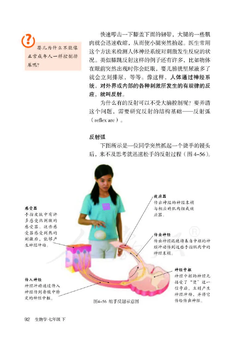 人教版7年级生物下册高清教材_4-教培资料-26年最新资料-同步更新_初中高中教资_03科三专项（进去保存报考的学科即可）_02科三专项（笔记真题思维导图教学设计版本二）