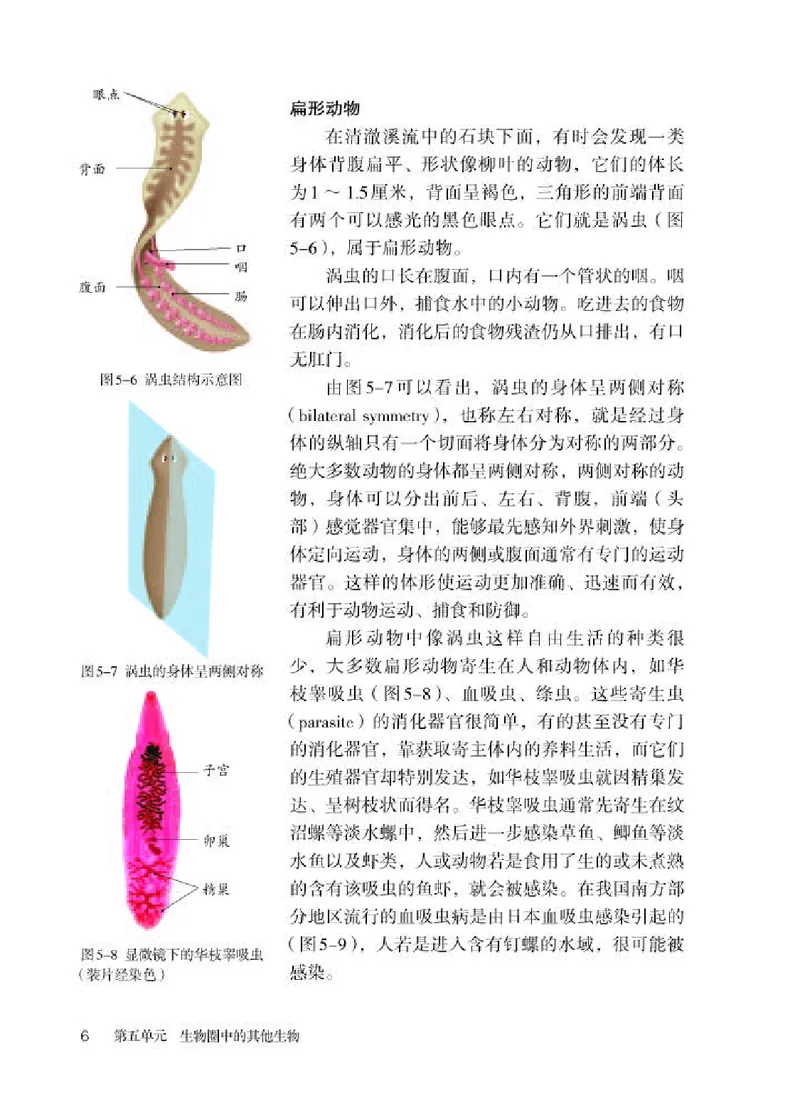 人教版8年级生物上册高清教材_4-教培资料-26年最新资料-同步更新_初中高中教资_03科三专项（进去保存报考的学科即可）_02科三专项（笔记真题思维导图教学设计版本二）