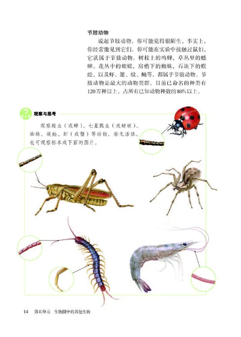 人教版8年级生物上册高清教材_4-教培资料-26年最新资料-同步更新_初中高中教资_03科三专项（进去保存报考的学科即可）_02科三专项（笔记真题思维导图教学设计版本二）