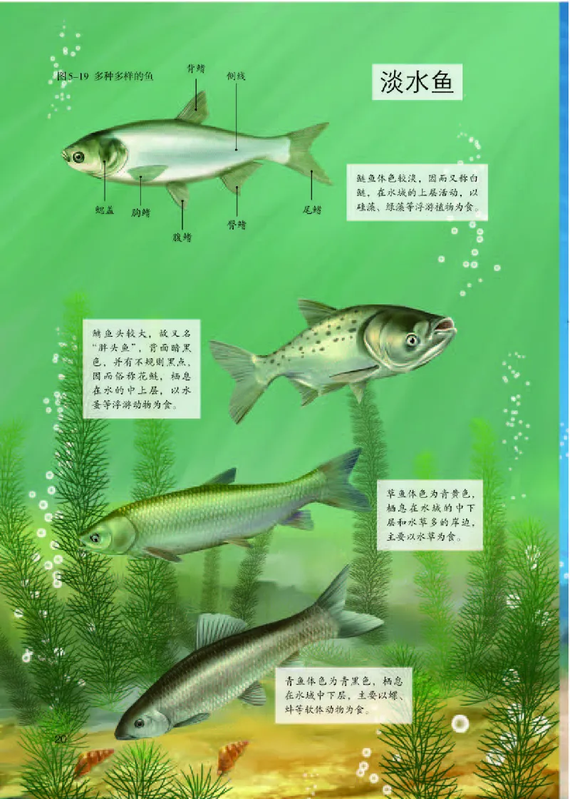 人教版8年级生物上册高清教材_4-教培资料-26年最新资料-同步更新_初中高中教资_03科三专项（进去保存报考的学科即可）_02科三专项（笔记真题思维导图教学设计版本二）