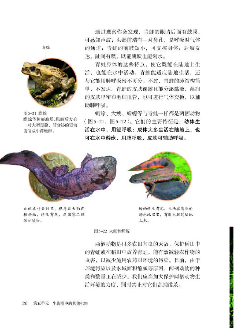 人教版8年级生物上册高清教材_4-教培资料-26年最新资料-同步更新_初中高中教资_03科三专项（进去保存报考的学科即可）_02科三专项（笔记真题思维导图教学设计版本二）