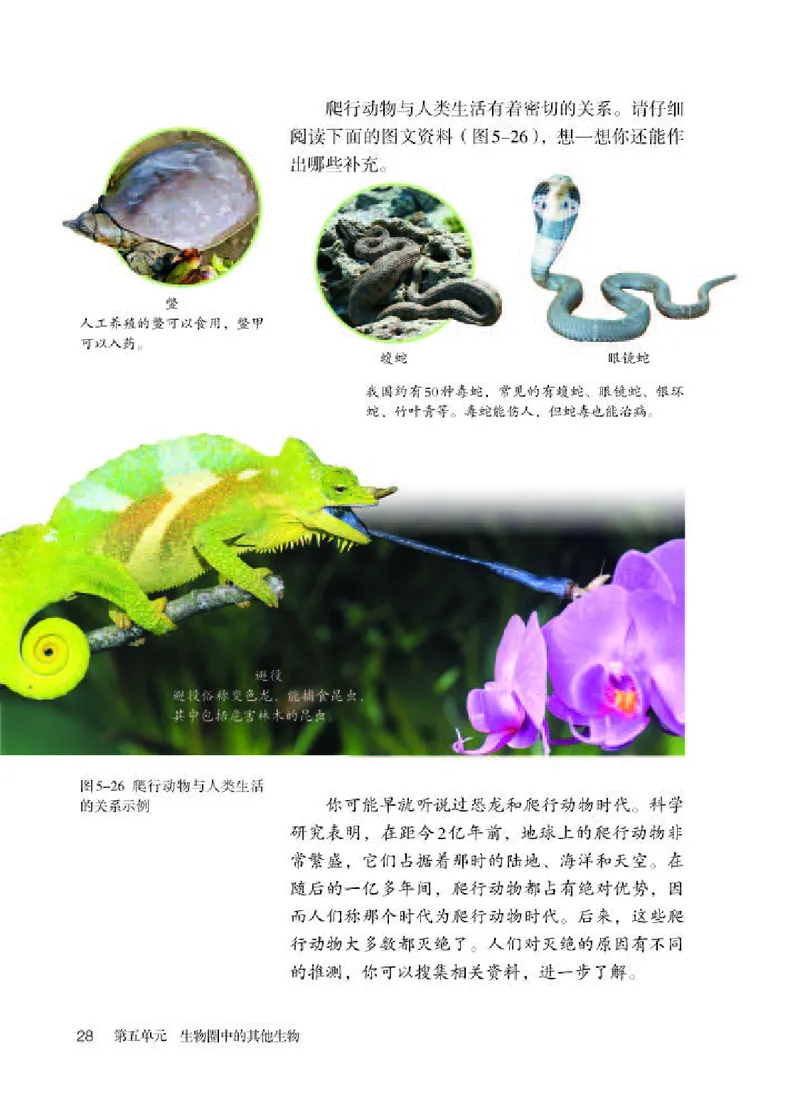 人教版8年级生物上册高清教材_4-教培资料-26年最新资料-同步更新_初中高中教资_03科三专项（进去保存报考的学科即可）_02科三专项（笔记真题思维导图教学设计版本二）