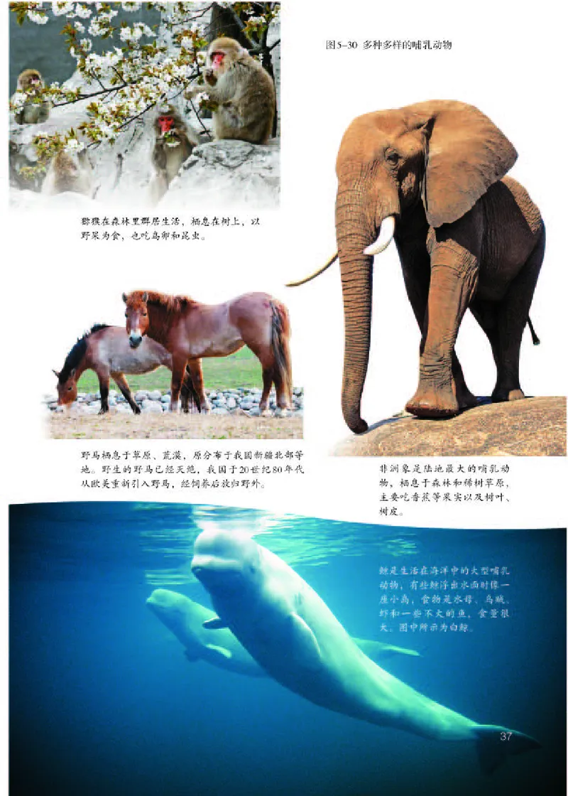 人教版8年级生物上册高清教材_4-教培资料-26年最新资料-同步更新_初中高中教资_03科三专项（进去保存报考的学科即可）_02科三专项（笔记真题思维导图教学设计版本二）