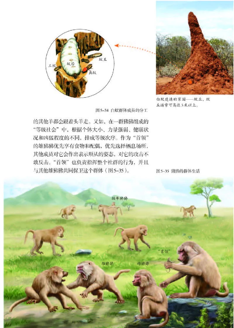 人教版8年级生物上册高清教材_4-教培资料-26年最新资料-同步更新_初中高中教资_03科三专项（进去保存报考的学科即可）_02科三专项（笔记真题思维导图教学设计版本二）