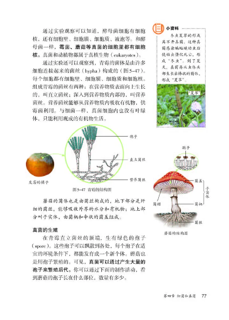 人教版8年级生物上册高清教材_4-教培资料-26年最新资料-同步更新_初中高中教资_03科三专项（进去保存报考的学科即可）_02科三专项（笔记真题思维导图教学设计版本二）