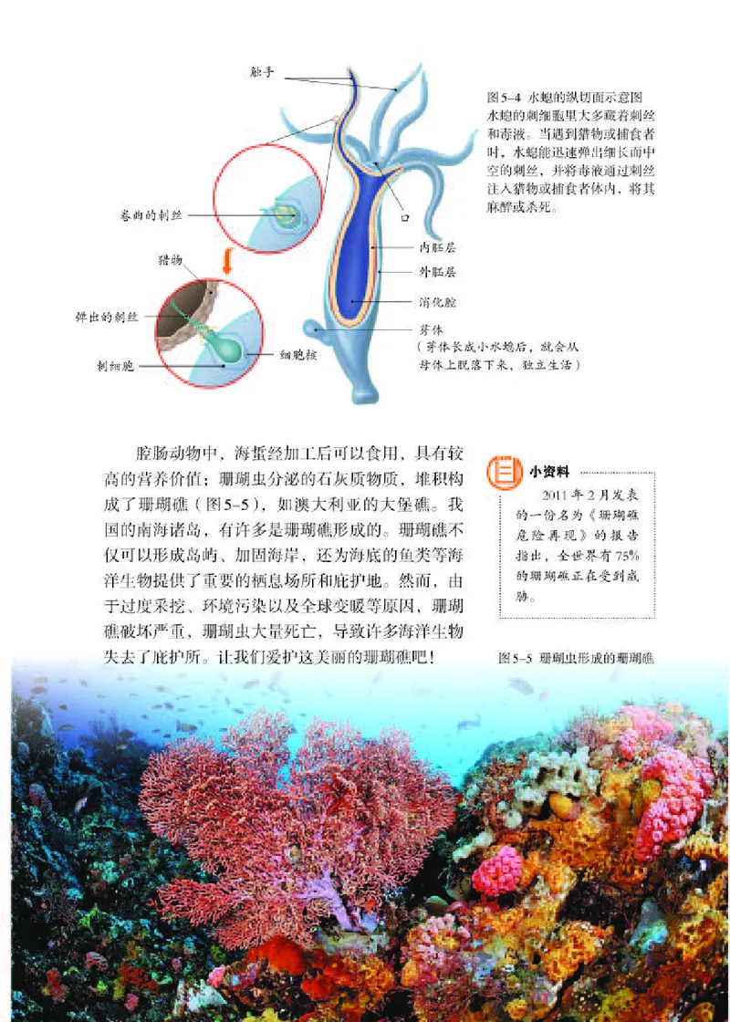 人教版8年级生物上册高清教材_4-教培资料-26年最新资料-同步更新_初中高中教资_03科三专项（进去保存报考的学科即可）_02科三专项（笔记真题思维导图教学设计版本二）