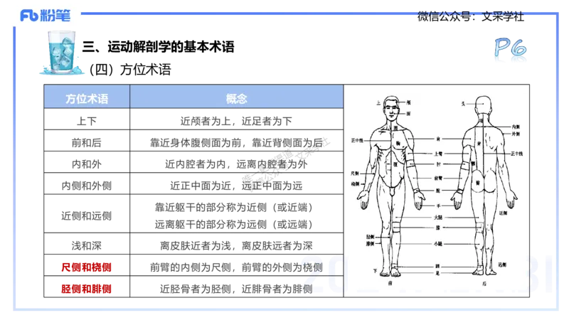 25上理论精讲&mdash;运动解剖学1-陈晶晶_4-教培资料-26年最新资料-同步更新_初中高中教资_03科三专项（进去保存报考的学科即可）_初中_初中体育-通关资料包_3.课程FB系统班课程