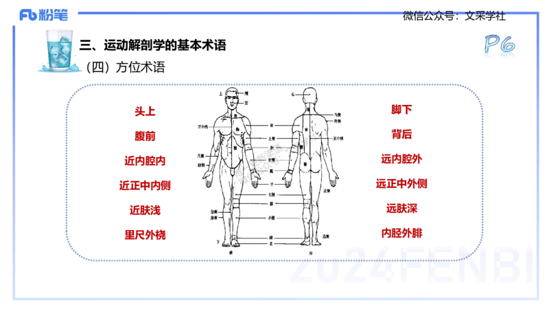 25上理论精讲&mdash;运动解剖学1-陈晶晶_4-教培资料-26年最新资料-同步更新_初中高中教资_03科三专项（进去保存报考的学科即可）_初中_初中体育-通关资料包_3.课程FB系统班课程