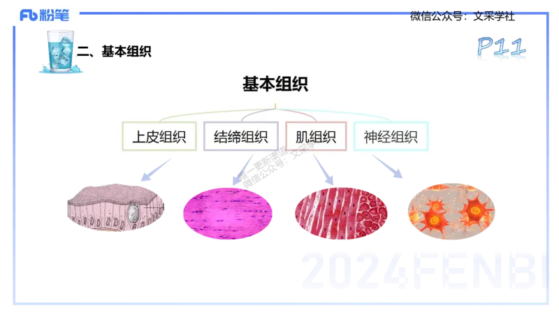 25上理论精讲&mdash;运动解剖学1-陈晶晶_4-教培资料-26年最新资料-同步更新_初中高中教资_03科三专项（进去保存报考的学科即可）_初中_初中体育-通关资料包_3.课程FB系统班课程