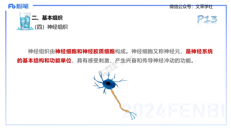 25上理论精讲&mdash;运动解剖学1-陈晶晶_4-教培资料-26年最新资料-同步更新_初中高中教资_03科三专项（进去保存报考的学科即可）_初中_初中体育-通关资料包_3.课程FB系统班课程