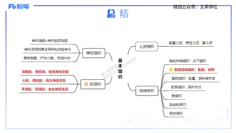 25上理论精讲&mdash;运动解剖学1-陈晶晶_4-教培资料-26年最新资料-同步更新_初中高中教资_03科三专项（进去保存报考的学科即可）_初中_初中体育-通关资料包_3.课程FB系统班课程