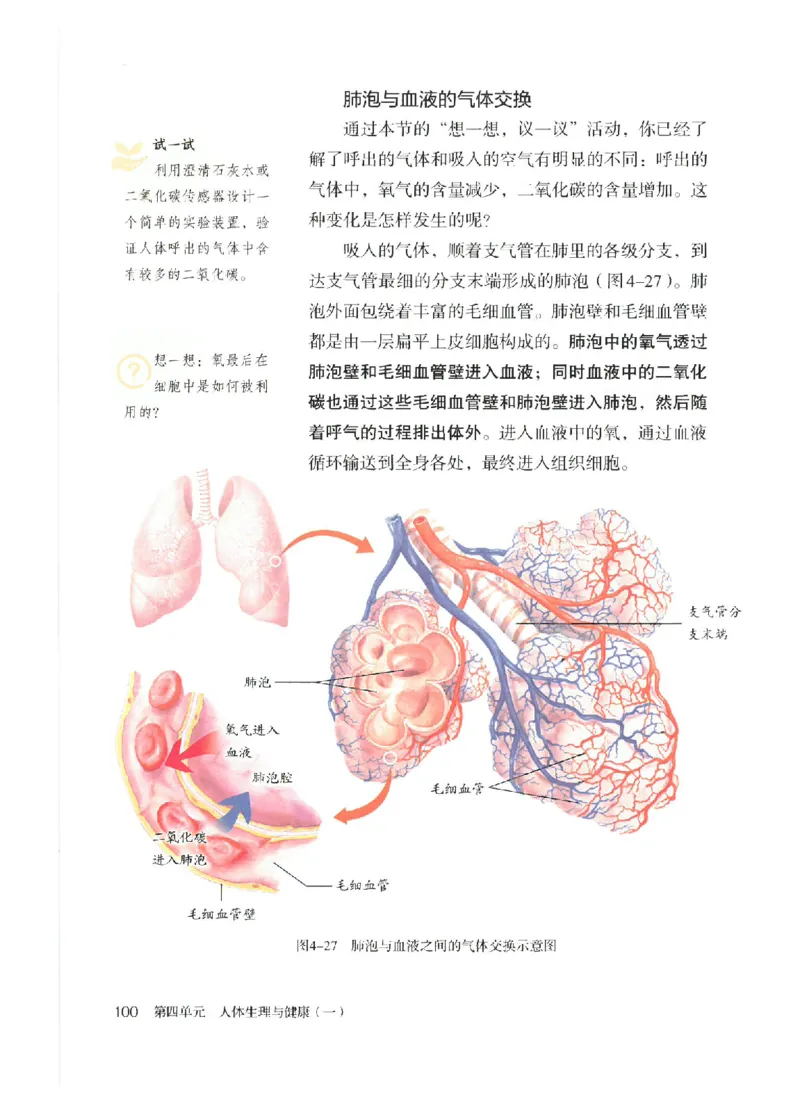 25春-人教版7年级生物下册电子课本_4-教培资料-26年最新资料-同步更新_初中高中教资_03科三专项（进去保存报考的学科即可）_02科三专项（笔记真题思维导图教学设计版本二）