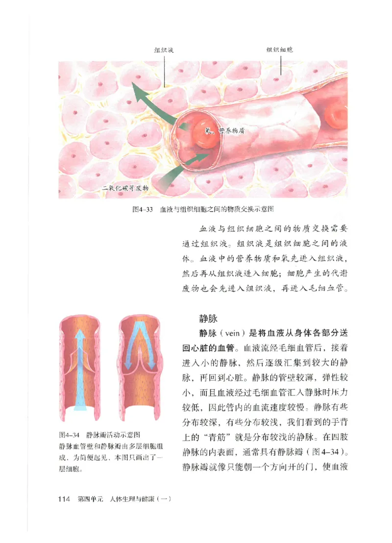 25春-人教版7年级生物下册电子课本_4-教培资料-26年最新资料-同步更新_初中高中教资_03科三专项（进去保存报考的学科即可）_02科三专项（笔记真题思维导图教学设计版本二）