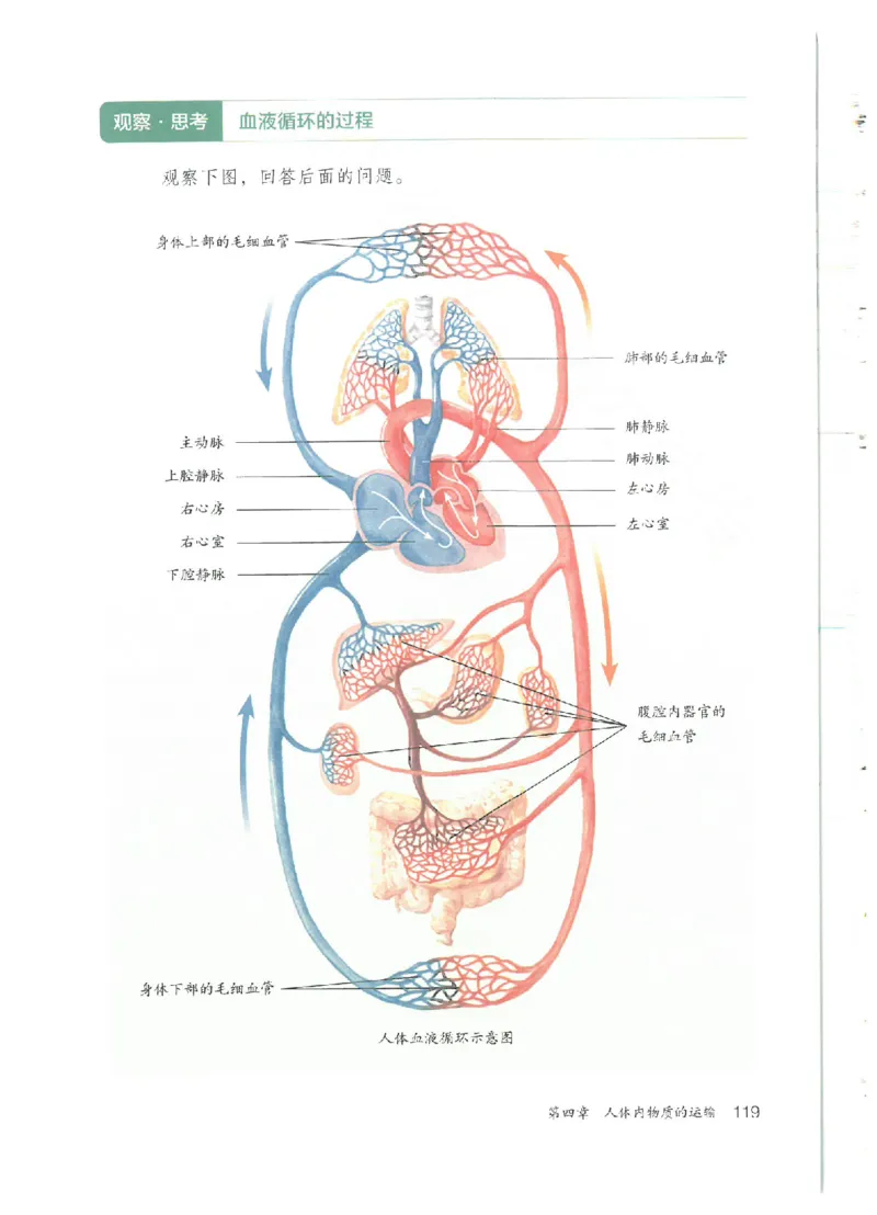 25春-人教版7年级生物下册电子课本_4-教培资料-26年最新资料-同步更新_初中高中教资_03科三专项（进去保存报考的学科即可）_02科三专项（笔记真题思维导图教学设计版本二）