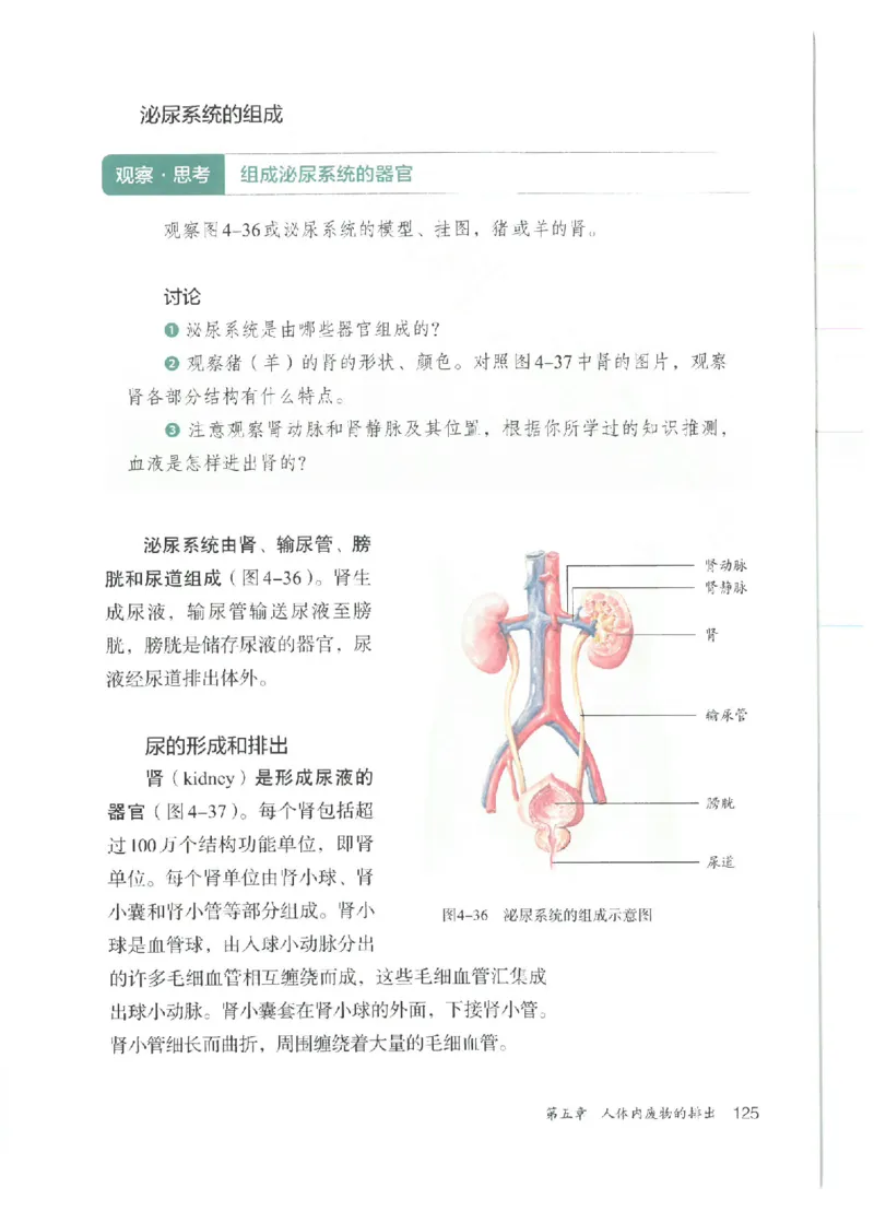 25春-人教版7年级生物下册电子课本_4-教培资料-26年最新资料-同步更新_初中高中教资_03科三专项（进去保存报考的学科即可）_02科三专项（笔记真题思维导图教学设计版本二）