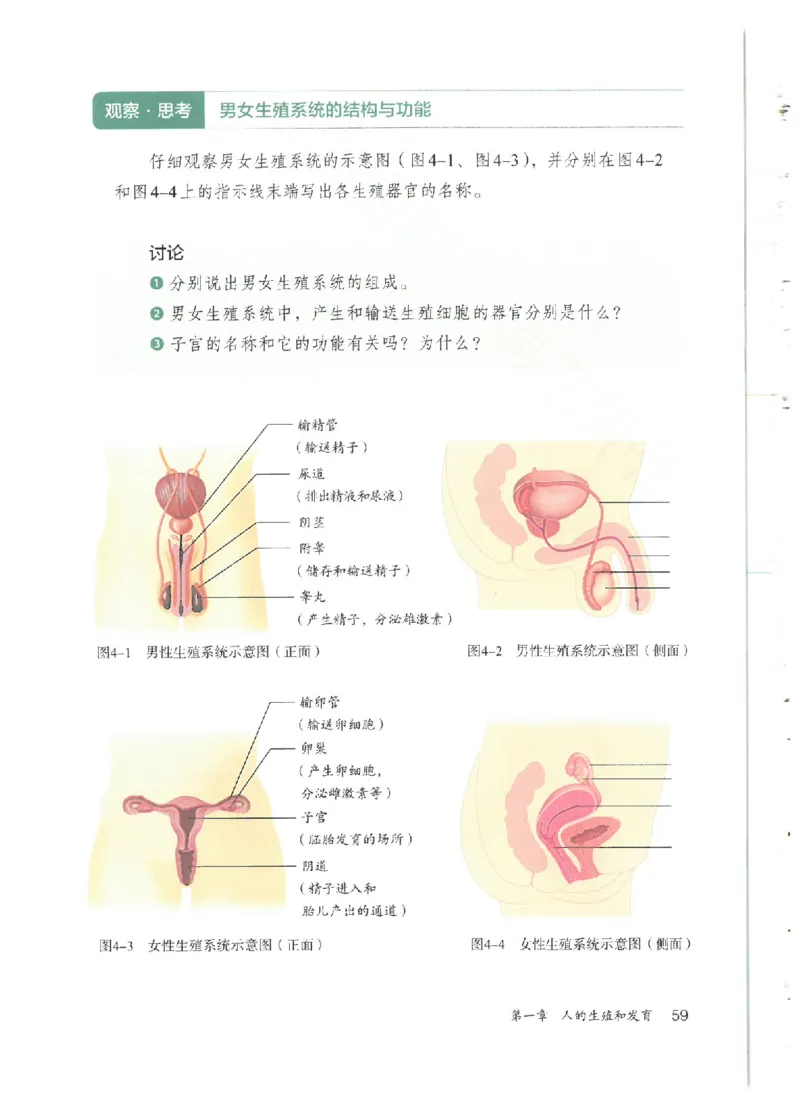25春-人教版7年级生物下册电子课本_4-教培资料-26年最新资料-同步更新_初中高中教资_03科三专项（进去保存报考的学科即可）_02科三专项（笔记真题思维导图教学设计版本二）