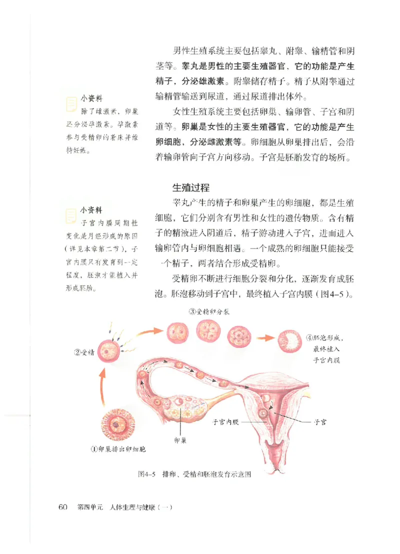 25春-人教版7年级生物下册电子课本_4-教培资料-26年最新资料-同步更新_初中高中教资_03科三专项（进去保存报考的学科即可）_02科三专项（笔记真题思维导图教学设计版本二）