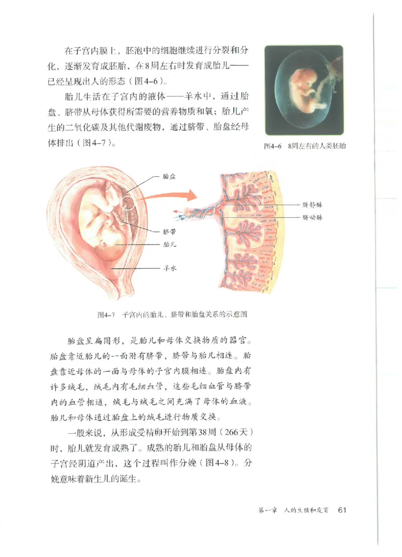 25春-人教版7年级生物下册电子课本_4-教培资料-26年最新资料-同步更新_初中高中教资_03科三专项（进去保存报考的学科即可）_02科三专项（笔记真题思维导图教学设计版本二）
